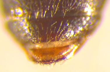 Cyclodinus humilis
